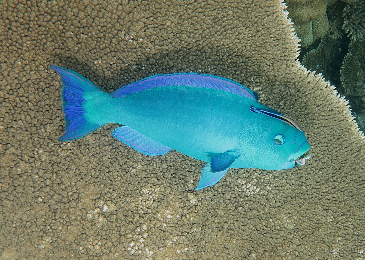 Velidhu - 2013_03_15 - IMG_0801rf_Poisson perroquet - Scarus_House reef_pmt.jpg